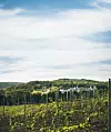 Pitoreskni vinogradi uz Edem Medical Resort&Spa