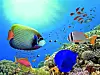 Underwater coral reef and sea urchin. Red Sea