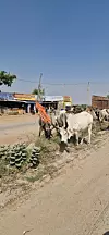 Krave na ulici uobičajena su pojava