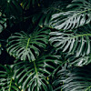 Fotografija: Thimo van Leeuwen/Unsplash