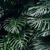 Fotografija: Thimo van Leeuwen/Unsplash
