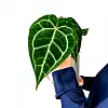 Anthurium clarinervium