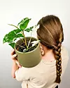 Syngonium Albo-Variegata