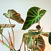 Philodendron verrucosum