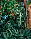 Anthurium veitchii