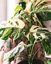 Monstera deliciosa Albo-Variegata