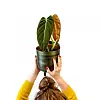 Philodendron