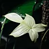 Philodendron Floria Ghost