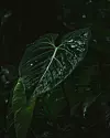 Philodendron gloriosum