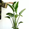 Strelitzia nicolai