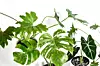 Fotografija: Džungla plants