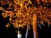 Singing Forest