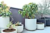 Atraktivna Photinia poznata i kao ‘Crispy Pink’/ . Kad se okiti svojim ljubičastim cvjetovima, Rhododendron catawbiense zablista punim sjajem/ Eucalyptus gunnii, podrijetlom s Tasmanije, otporan je na niske temperature