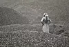 Lana Stojićević - Crno brdo