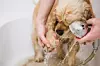 American cocker spaniel is taking a shower at home. Woman cleans a paw to a dog