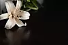: FOTODUETS GETTY IMAGES/ISTOCKPHOTO Lily flower on the dark background. Condolence card. Empty place for a text.