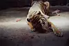 SofijaSilvija - Urban Animal ̶ Tiger #2 ̶ Zoološki vrt u Pragu