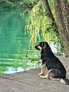 I Sanjini psi obožavaju Mrežnicu