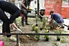 Zagreb, 140520. Tomasiceva ulica. Gradjanska akcija zasadiivanja cvijeca protiv odluke Grada da kazni ljude koji samoinicijativno sade cvijece po zelenim povrsinama. Foto: Goran Mehkek / CROPIX