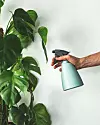 Monstera deliciosa kao klasika sobnih biljaka