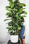Popularna Ficus lyrata