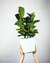 Ficus lyrata uklapa se u svaki dom