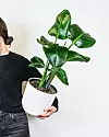 Strelitzia nicolai ispunjava svaki dom