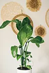 Rajska ptica iliti Strelitzia nicolai