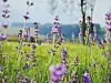 Lavanda ima antibakterijska, protuupalna i antifungalna svojstva te je snažan antioksidans.