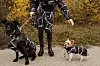 Shibesu - kolekcija za ljude i pse