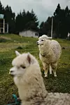 Na pašnjacima planine Cotopaxi mogu se vidjeti i ljame