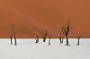 Posebno dojmljiv Deadvlei (mrtva močvara) u nacionalnom parku Namib-Naukluft