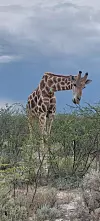 U Nacionalnom parku Etosha vidjeli smo i žirafu