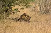 Etosha je pravo kraljevstvo životnja