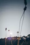 36723250