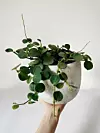 Peperomia hope u tegli