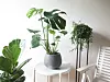 Monstera Deliciosa
