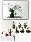 Asparagus; Pilea Peperomioides (dolje lijevo); Ficus Ginseng i jastučasta mahovina (dolje desno)