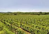 Vinograd bračnog para Leko nadomak Buja
