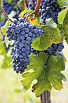 Vlasnici se ponose svojim crnim sortama merlot, cabernet franc, cabernet sauvignon, pinot noir i teran