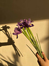Iris ili perunika