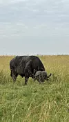Anny je uspjela snimiti bizona