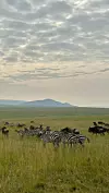 Zebre u Nacionalnom parku Amboseli
