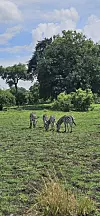Safari