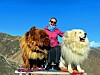 Suzana Nikolić između dva golema tibetanska mastifa.