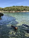 Na otocima na Kvarneru puno je lijepih plažica na kojima je dozvoljeno kupanje sa pima