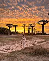 Stabla baobaba na Madagaskaru