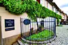 The oldest wine tree in the world, Maribor, Slovenia, older than 400 years, captured in the summer 2020
