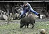 Prije par godina s njima je živjela i divlja svinja Korona koju su udomili na jednoj farmi