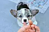 Jedna od sedam živahnih štenaca